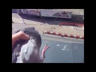 bad pigeon.