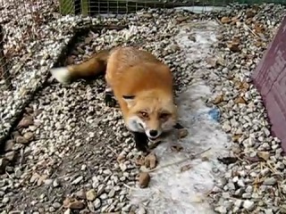 the fox is happy)